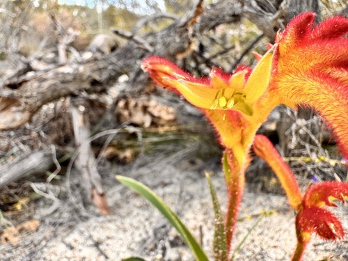 Anigozanthos humilis, photograph 3