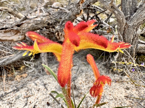 Anigozanthos humilis, photograph 4