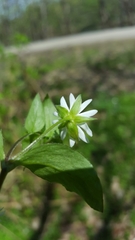Stellaria corei