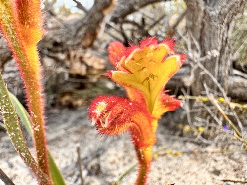 Anigozanthos humilis, photograph 5