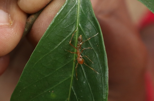 Red Weaver Ant-mimicking Spider