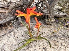 Anigozanthos humilis, photograph (c) pimelea, some rights reserved (CC BY)