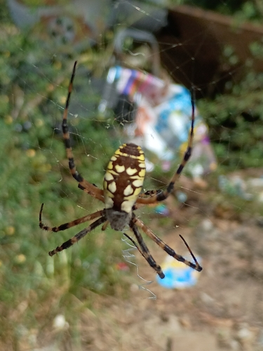 Yellow Garden Spider