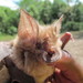 Hildebrandt's Horseshoe Bat - Photo (c) Paul_Webala, some rights reserved (CC BY-NC), uploaded by Paul_Webala