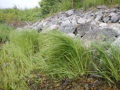 Carex paleacea