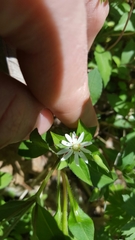 Stellaria corei
