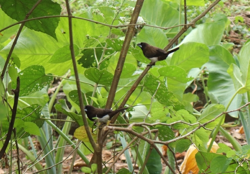 White-rumped Munia