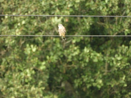 Eurasian Kestrel