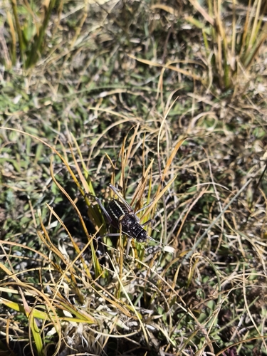 Italian Pygmy Saddle Bush-cricket