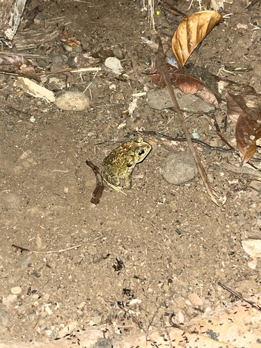 Asian Common Toad