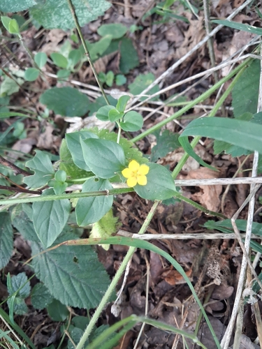 Yellow Pimpernel