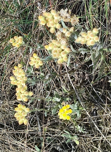 Dwarf Everlasting