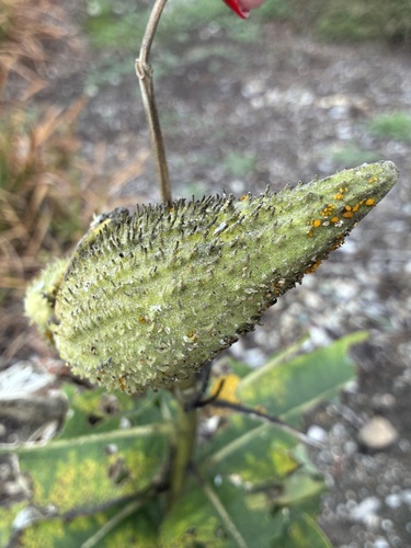 common milkweed