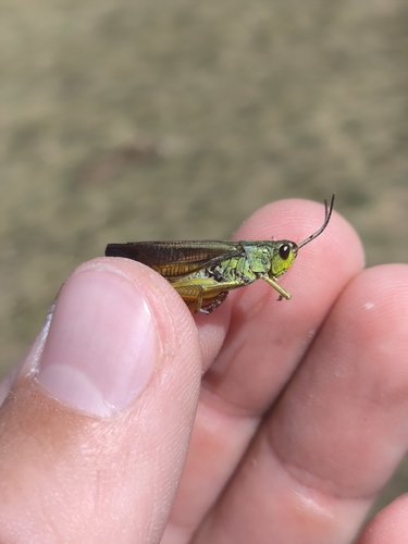 Ladder Grasshopper