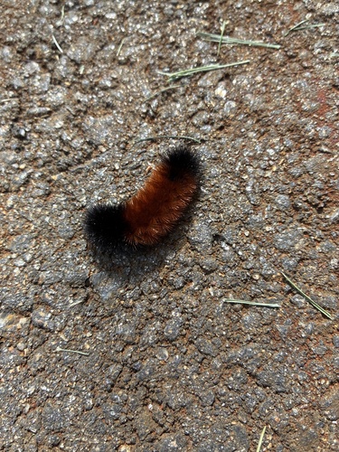 Isabella Tiger Moth