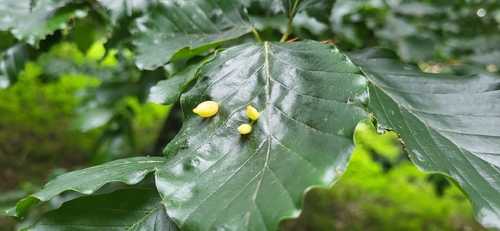 Beech Gall Midge