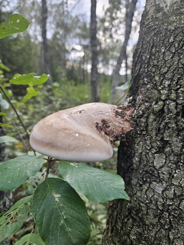 birch polypore