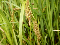Carex paleacea