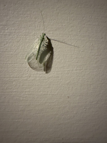 Golden-eyed Lacewing