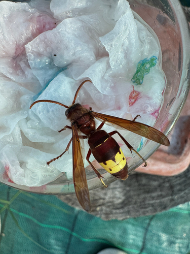 Oriental Hornet