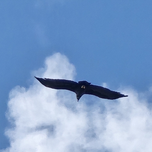 Cinereous Vulture
