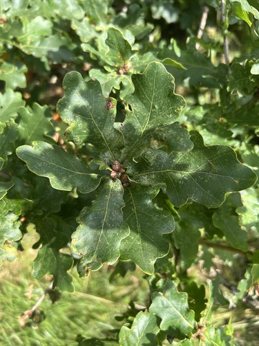 English oak
