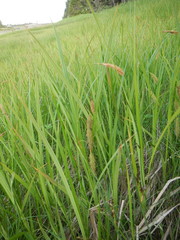Carex paleacea