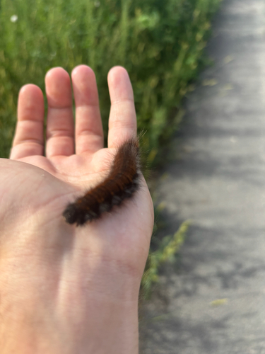 Fox Moth