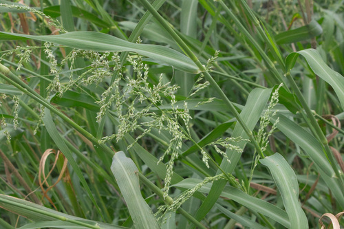 blue panic grass
