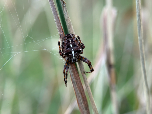 Cross Orbweaver