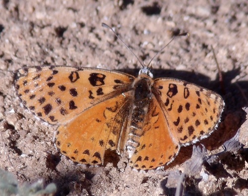 Spotted Fritillary