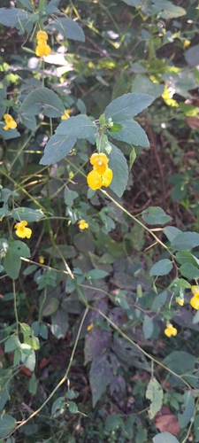 common jewelweed