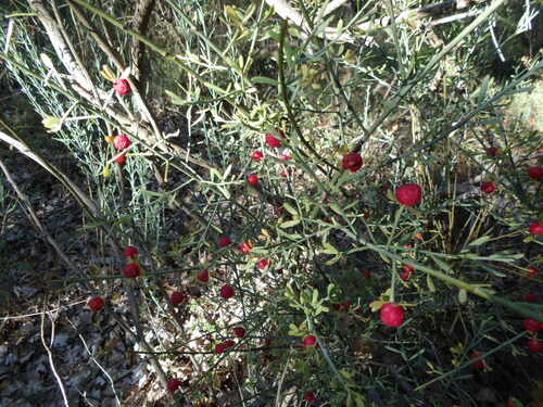 Poet's Cassia