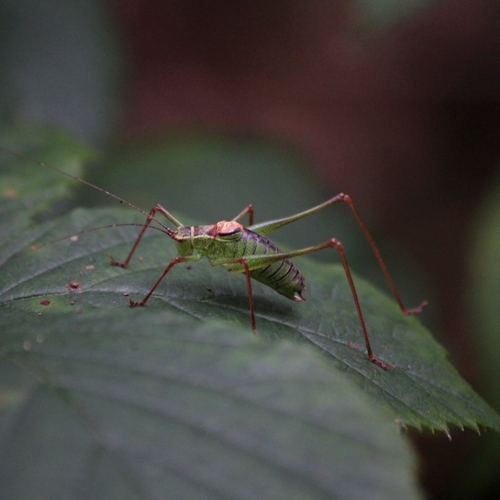 Speckled Bush-cricket