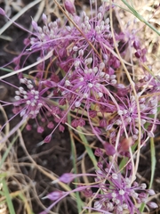 Allium daninianum