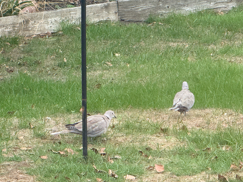 Eurasian Collared-Dove