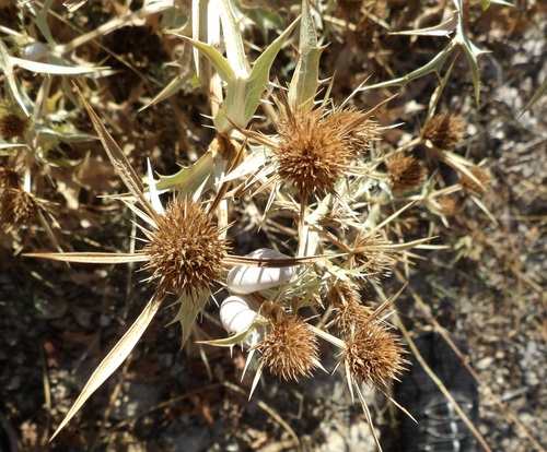 Field Eryngo