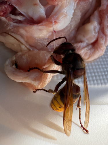 European Hornet