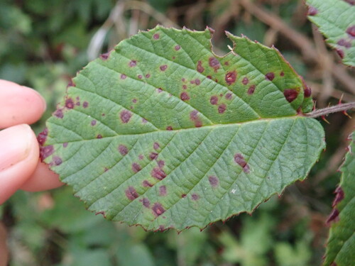 Violet Bramble Rust