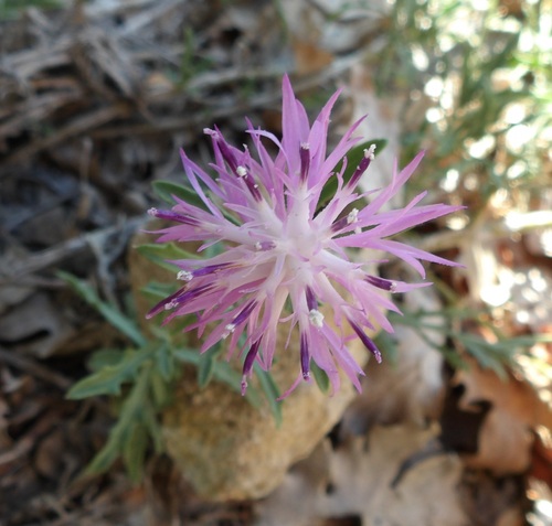 Rough Star-thistle