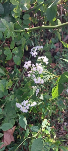 white snakeroot