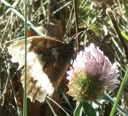 Great Banded Grayling