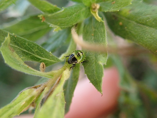 Green Shield Bug