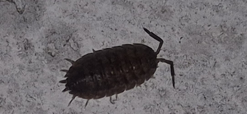 Common Rough Woodlouse