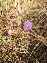 Malva punctata