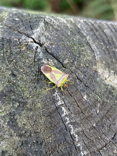 Hawthorn Shield Bug