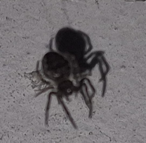 Walnut Orbweaver