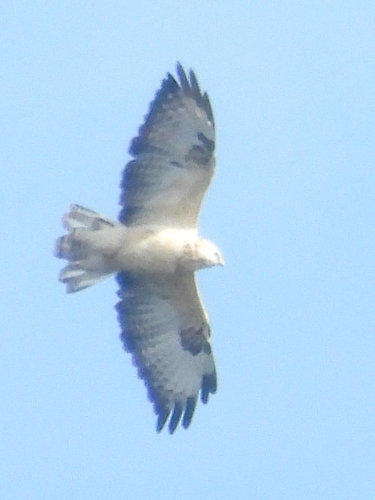 Common Buzzard