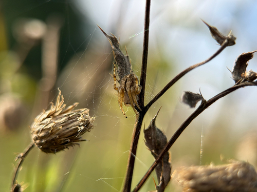 Gorse Orbweaver