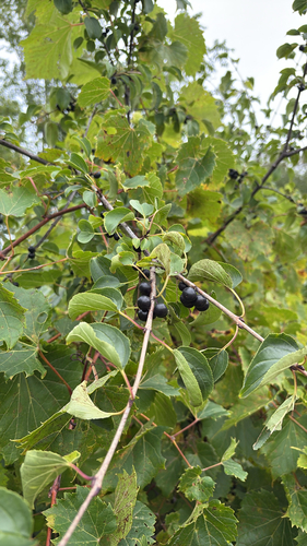 common buckthorn